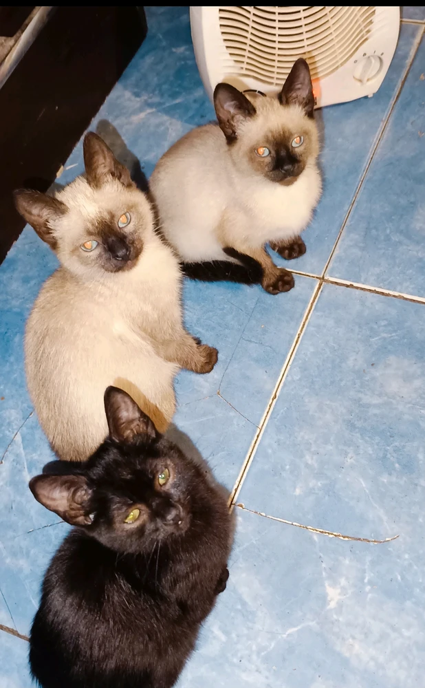 Imagen subida por ☾Baby𖤓Moon࣪☽