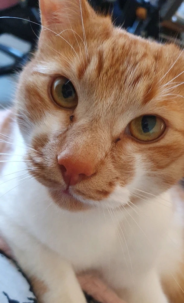 Mynd sett inn af Marsý