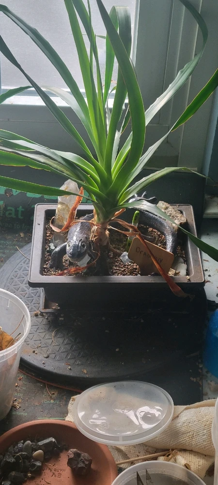 Dragon with dragon tree