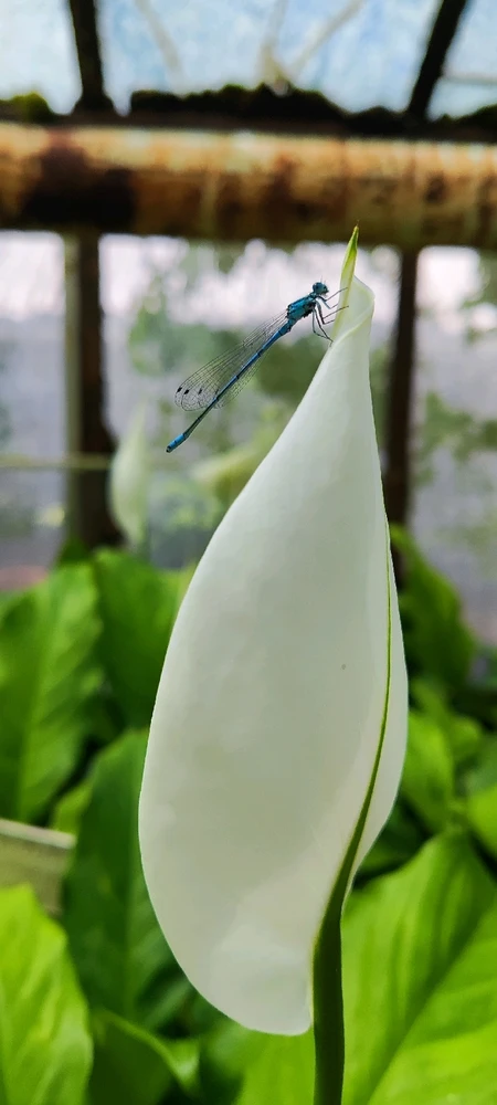 Adriana上傳的圖片
