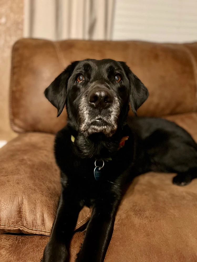 A black lab lays on a couch facing the camera. She has grey hair around her mouth.
