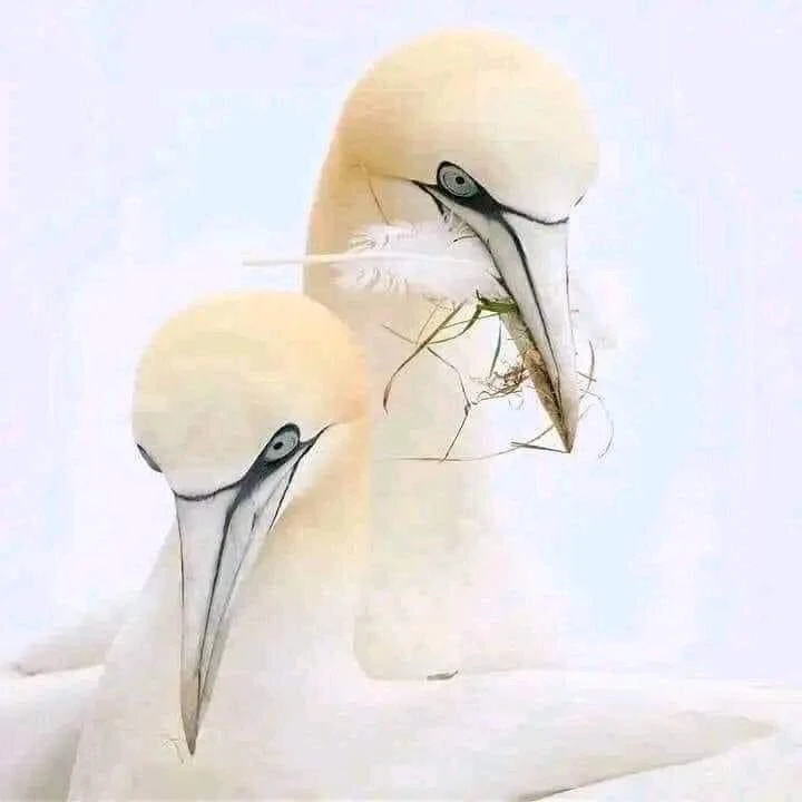 Image uploaded by Eve Sdrop