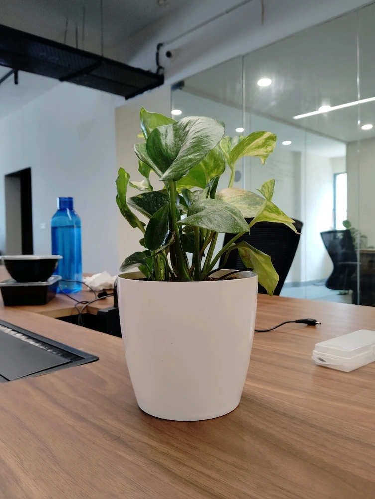 Image uploaded by Daksh Sharma