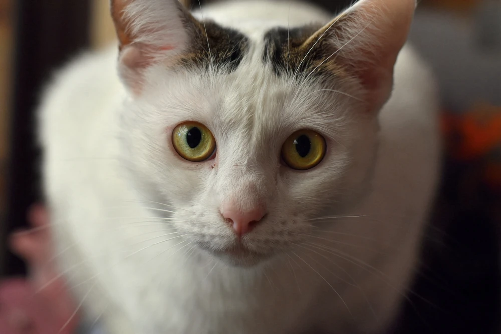 princess sabi posing for da camera :3