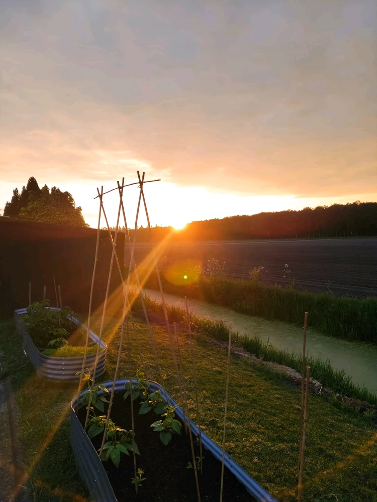 My raised garden beds during a beautiful sunset! 🌱🌇