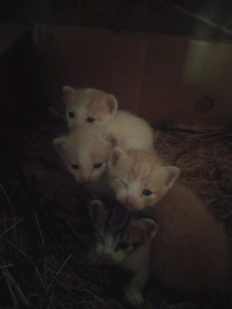 Samet tarafından yüklenen görsel