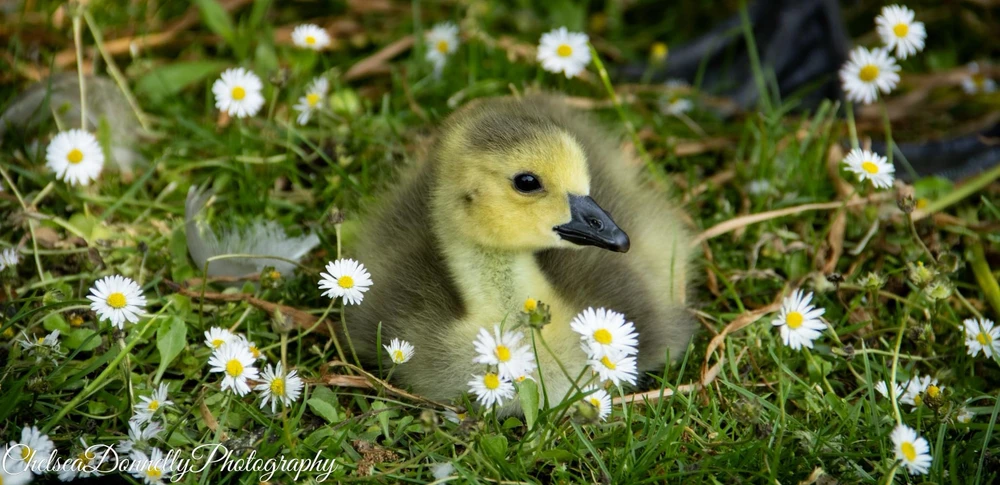 Image uploaded by Chelsea