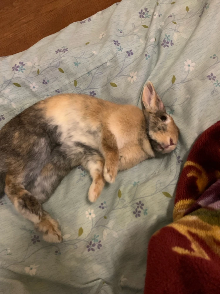 Imagem enviada por Luciana Miyagi