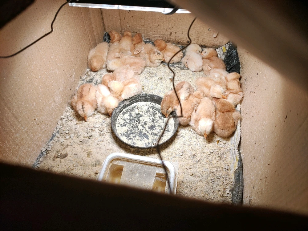 Image uploaded by Tin