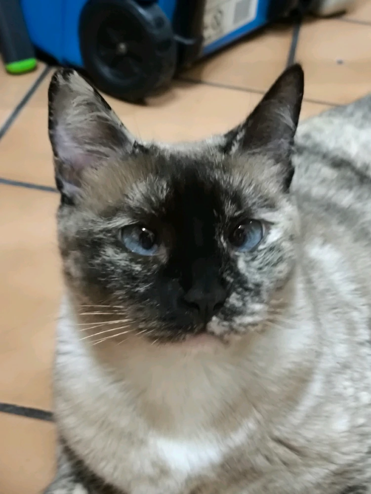 Enséñenme a sus gatos bizcos👀