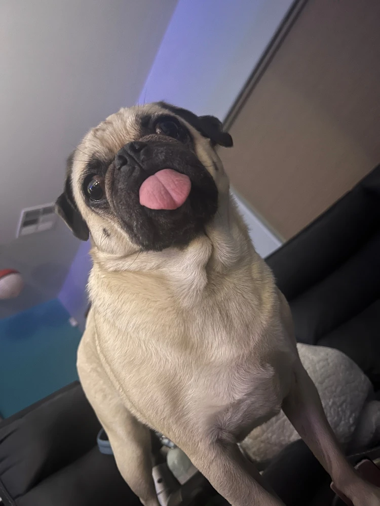 A cute pug with his tongue sticking out.