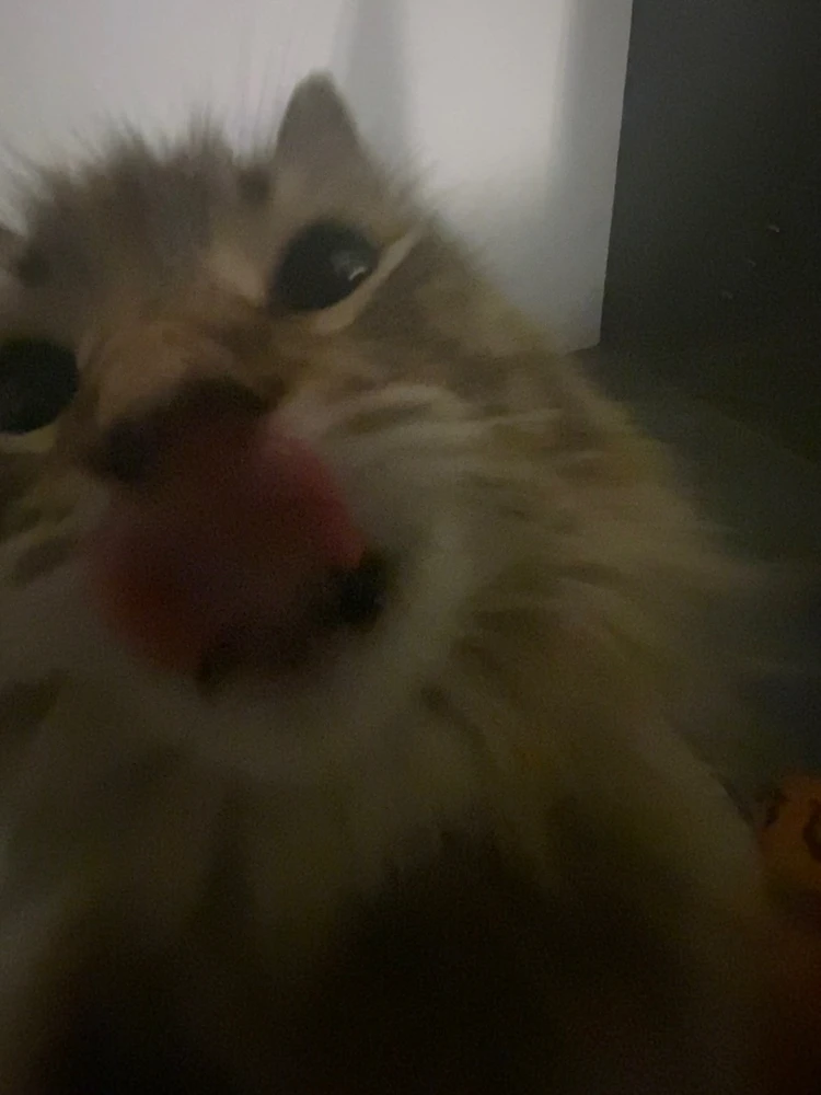 my cat, tabby, giving the camera a little kiss