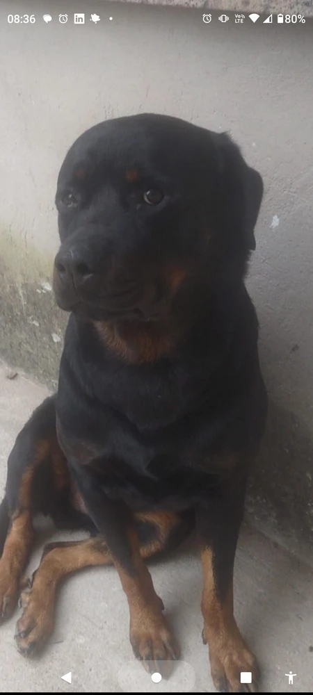 Imagem enviada por Luan Monteiro da Silva