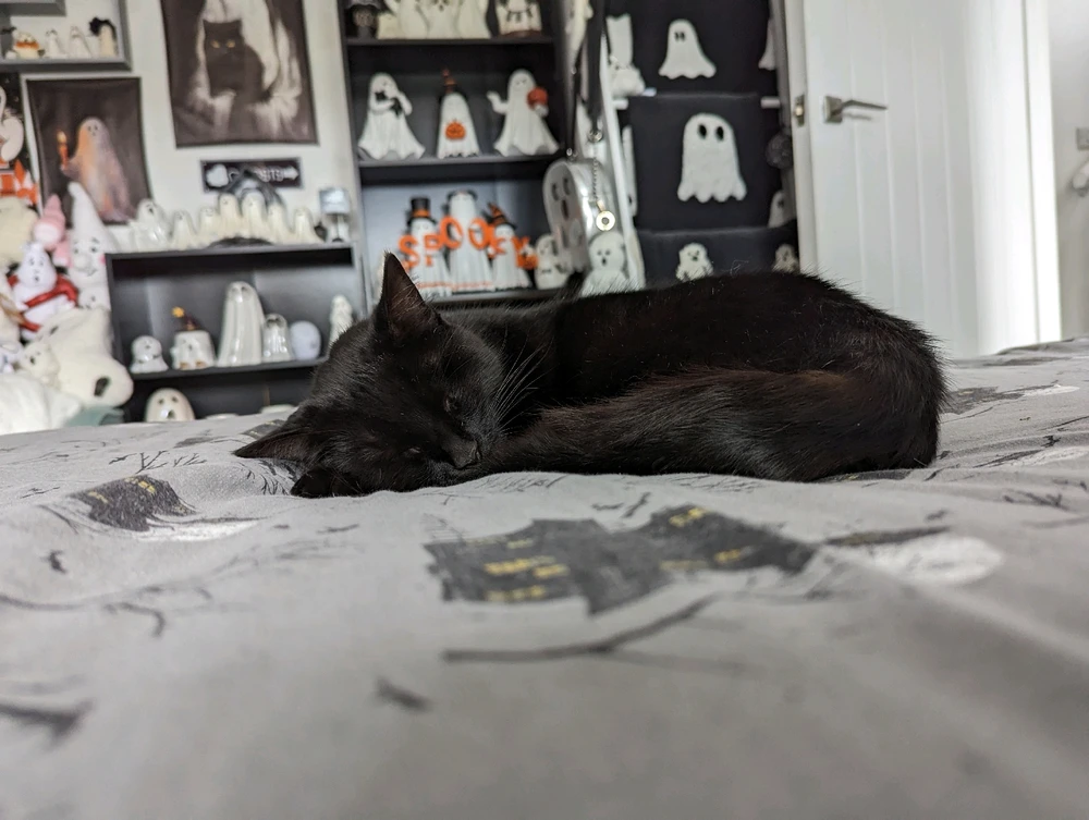 Image uploaded by Charlotte 👻🌙🐈‍⬛