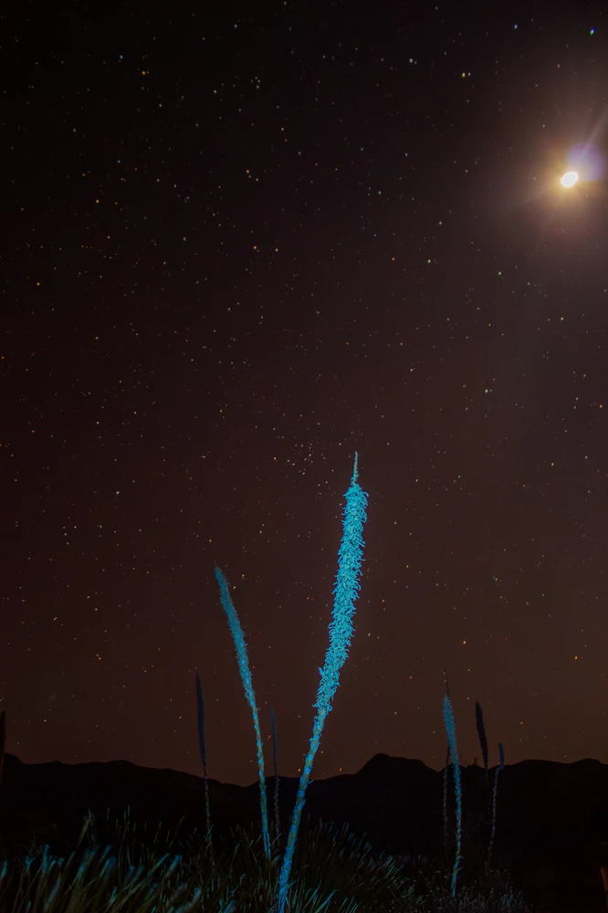 Stalk of a smooth sotol plant illuminated by 365nm uv, with a night sky desert backdrop