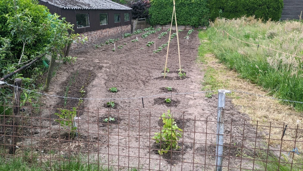 A field with 100 potato plants and some other vegetables and fruits.