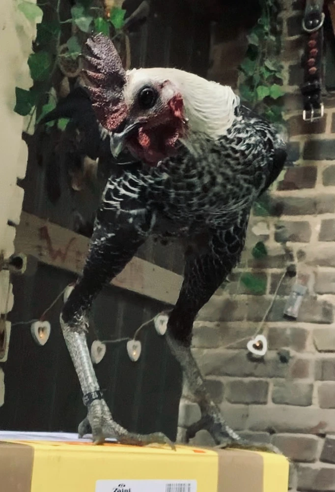 Wat is jullie mening? Is een INFJ leven gekoppeld aan eenzaamheid #infj