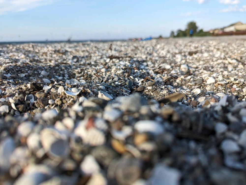 Closeup photo of many small white shells on a beach 