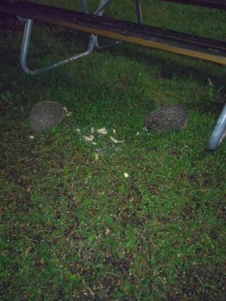 Image uploaded by Zen