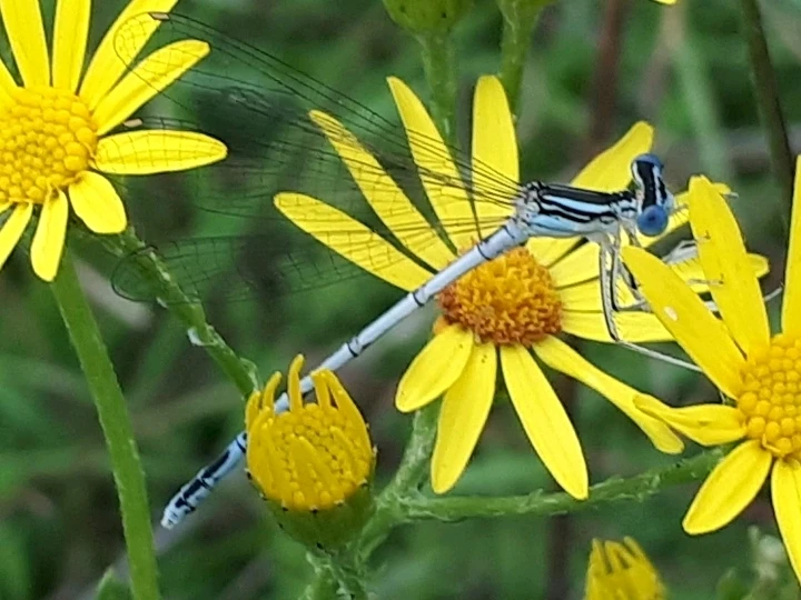 Bild hochgeladen von Herbert = ᚺᛖᚱᛒᛖᚱᛏ