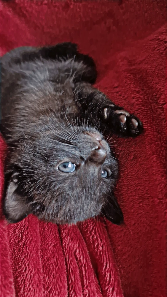 Bild uppladdad av Nova