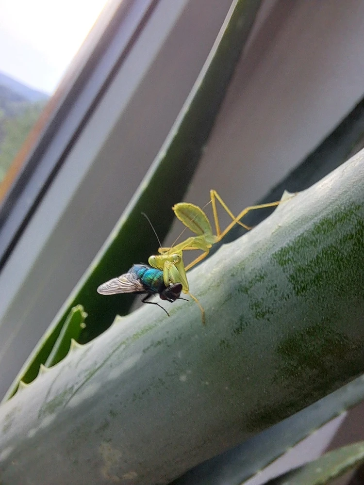 Obrázek nahrál Ruth