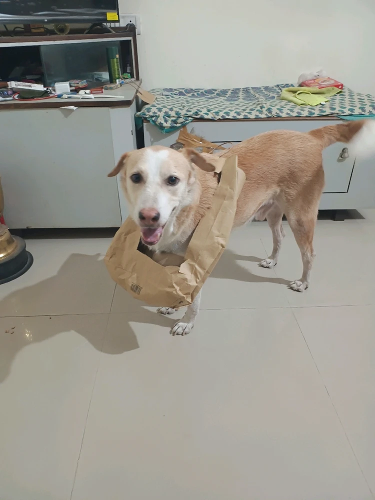 Image uploaded by Rishabh Shishodia