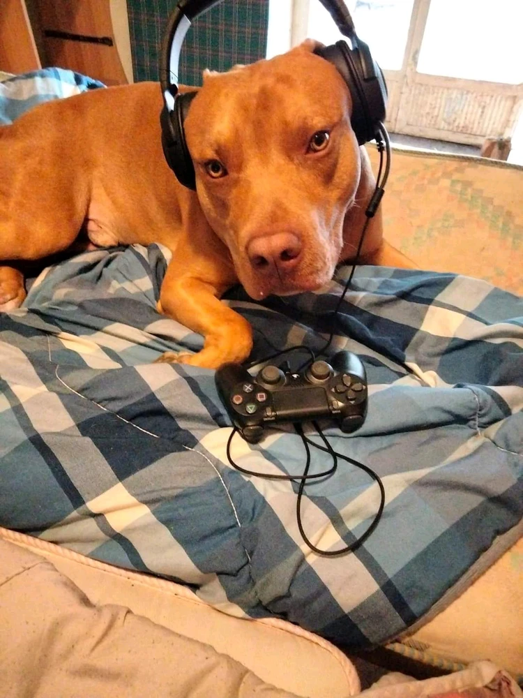 Immagine caricata da Davide