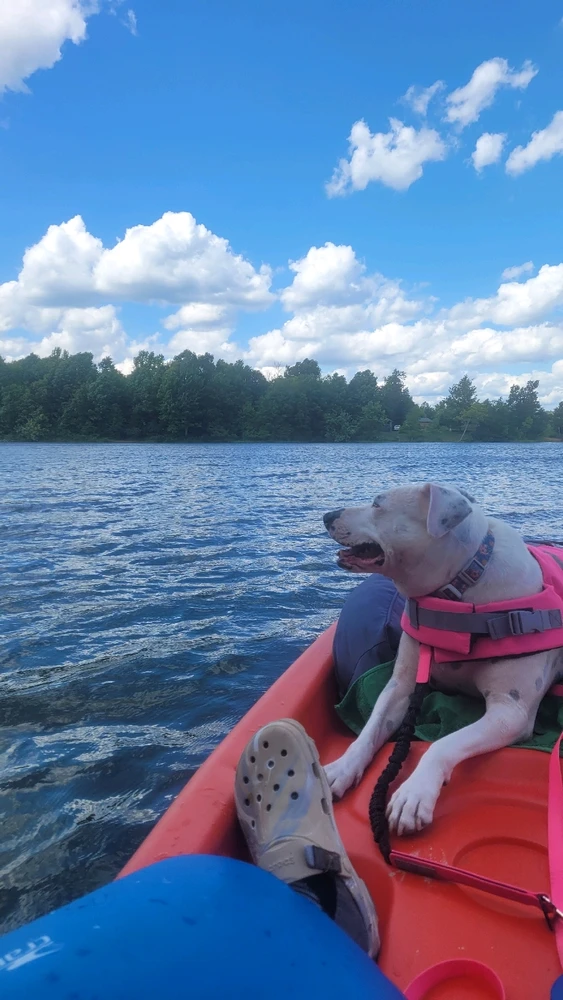 Blue skies, water, and a night cute dog laying on the front of a kayak enjoying the scenery 