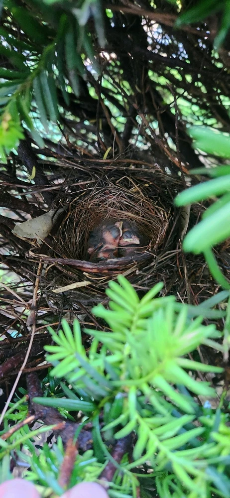 This is a nest of baby cardinals that had hatched over the weekend inside there are 3 newly hatched hungry baby birds.