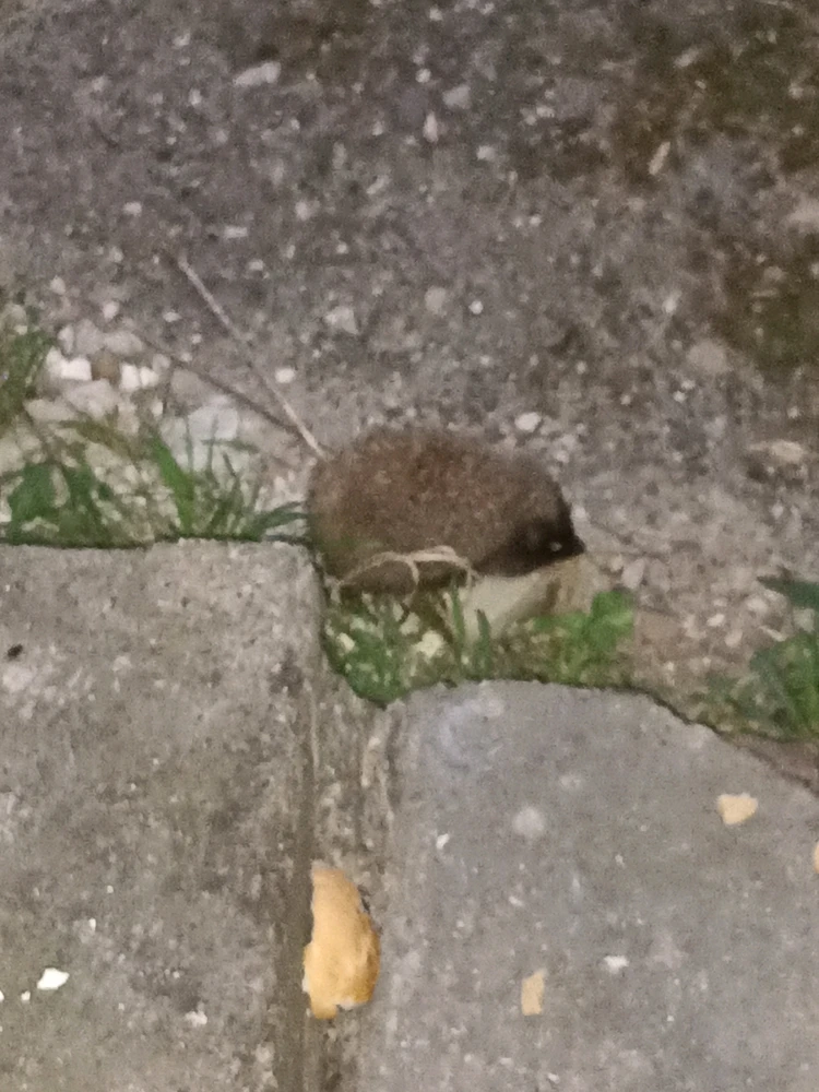 Sliku je postavio/la Nenad