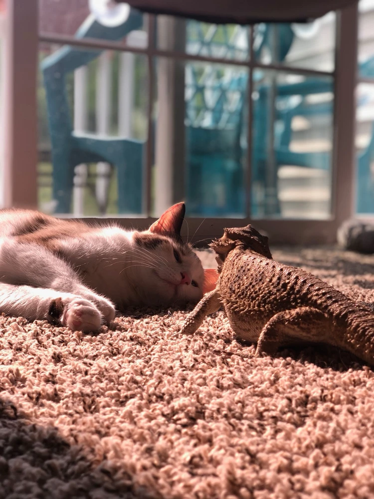 Image uploaded by Paul A