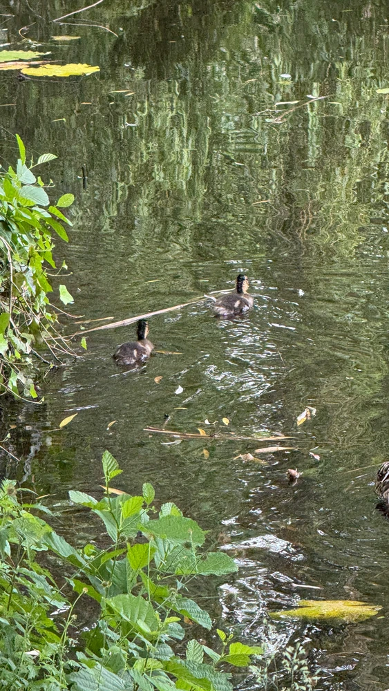 Bild hochgeladen von Kev