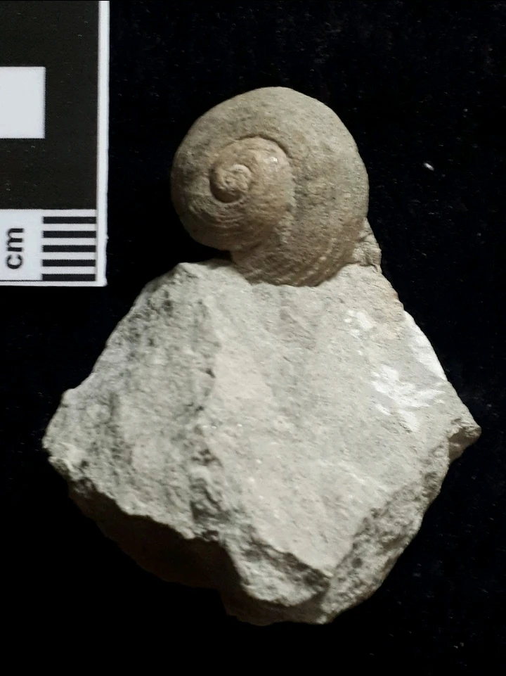 Bild hochgeladen von Herbert = ᚺᛖᚱᛒᛖᚱᛏ