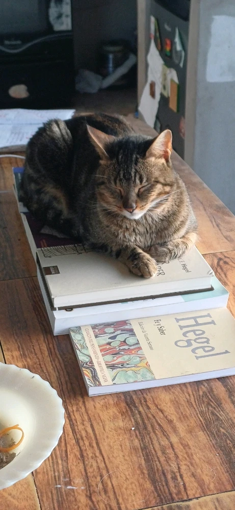 Coco, el gato filósofo hegeliano. 🌹