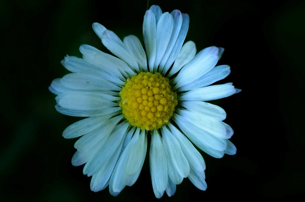 A flower part of macro photography for 2024