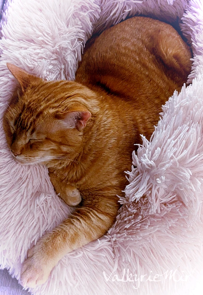 Bild hochgeladen von Valky