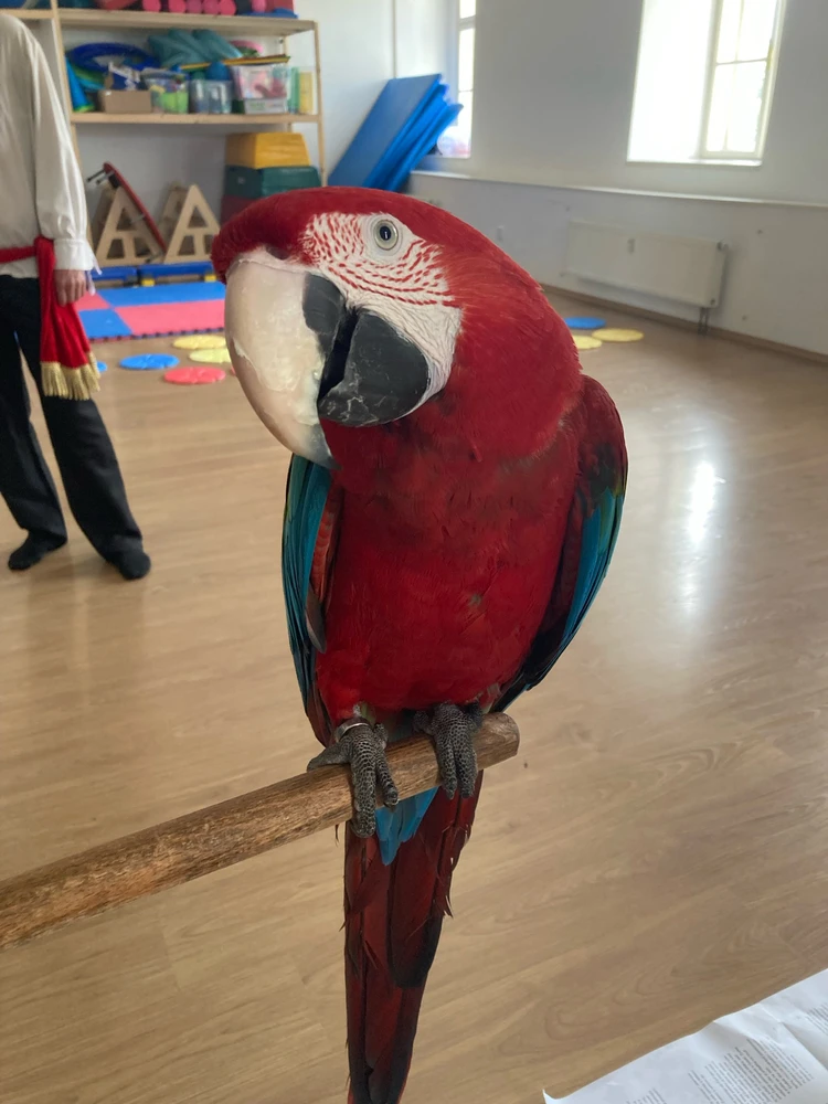 Obrázek nahrál Adriena