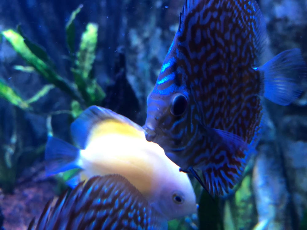 Image uploaded by jay