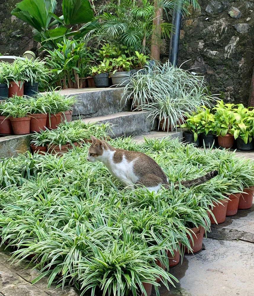 Gambar diunggah oleh RB