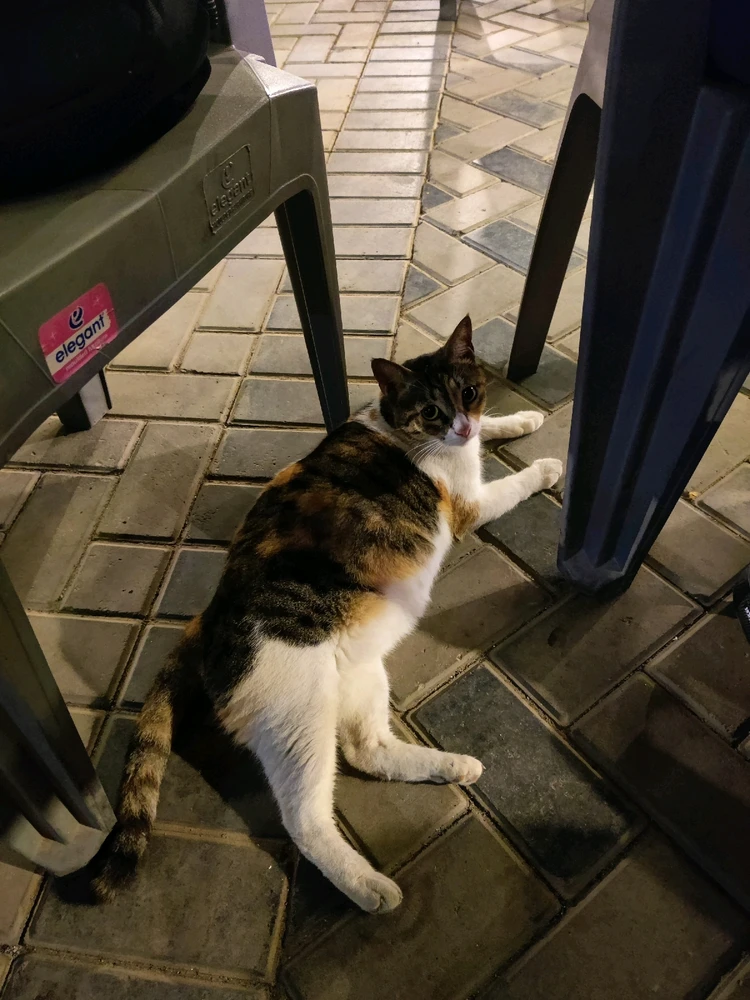 Image uploaded by Qadir