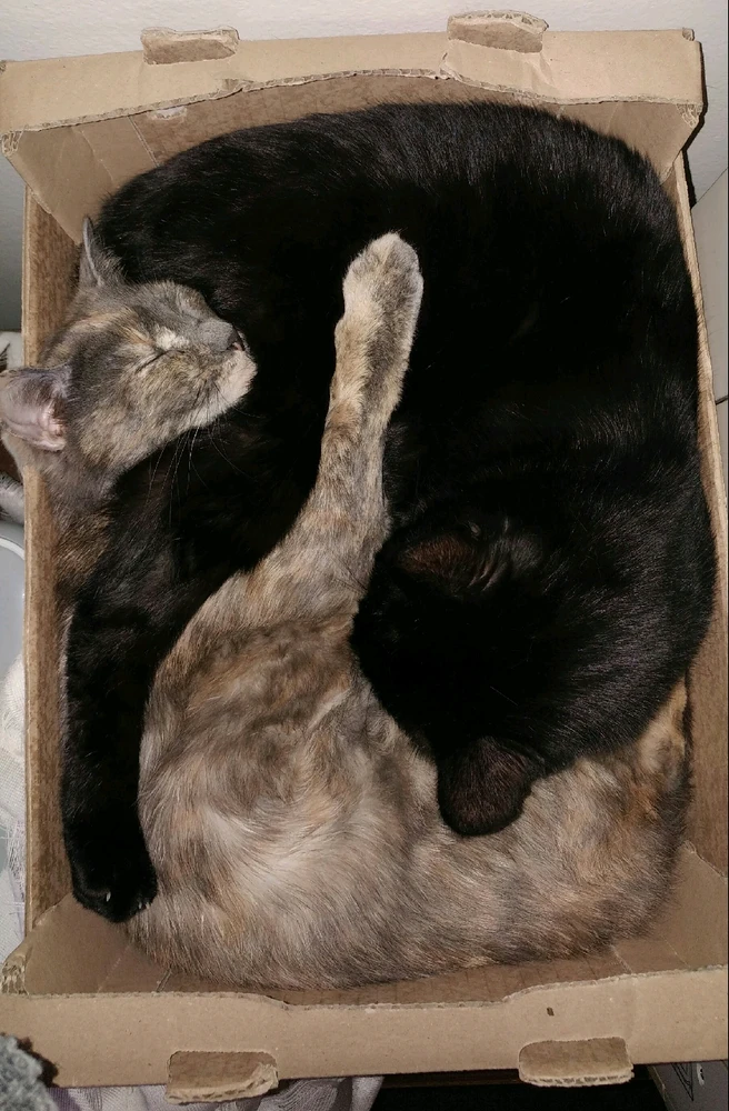 Immagine caricata da Silvano