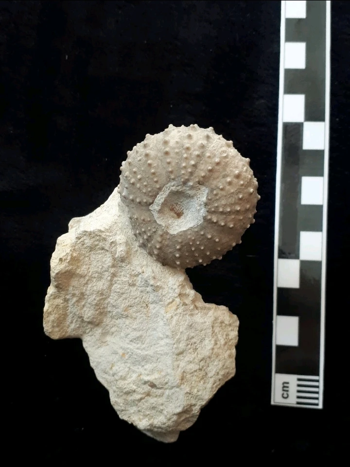 Bild hochgeladen von Herbert = ᚺᛖᚱᛒᛖᚱᛏ