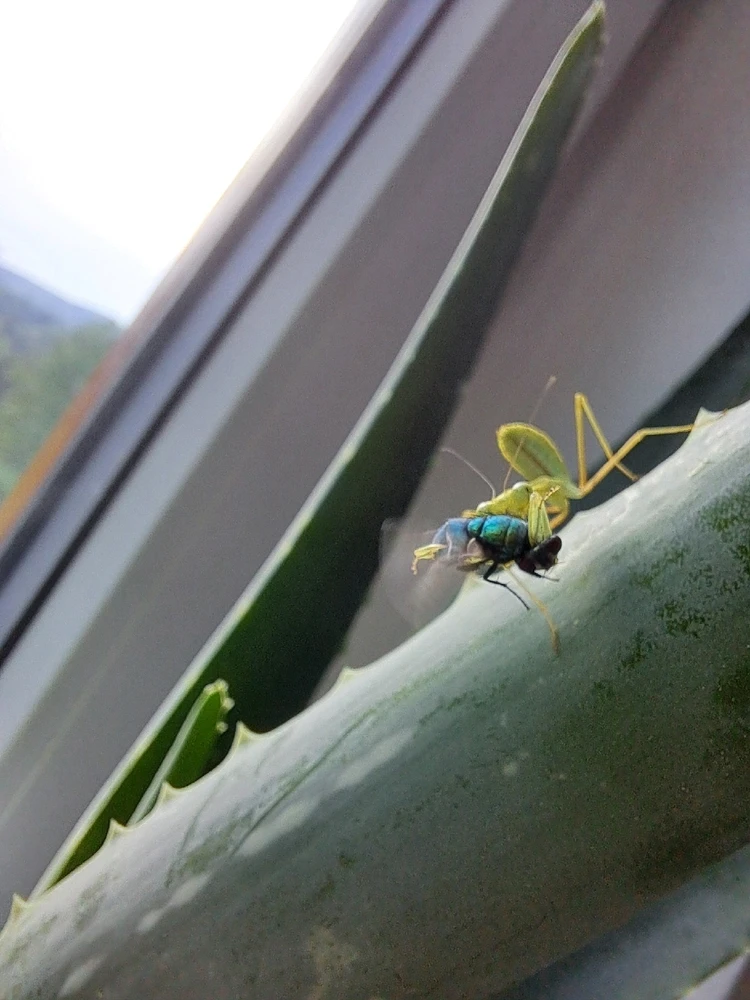 Obrázek nahrál Ruth