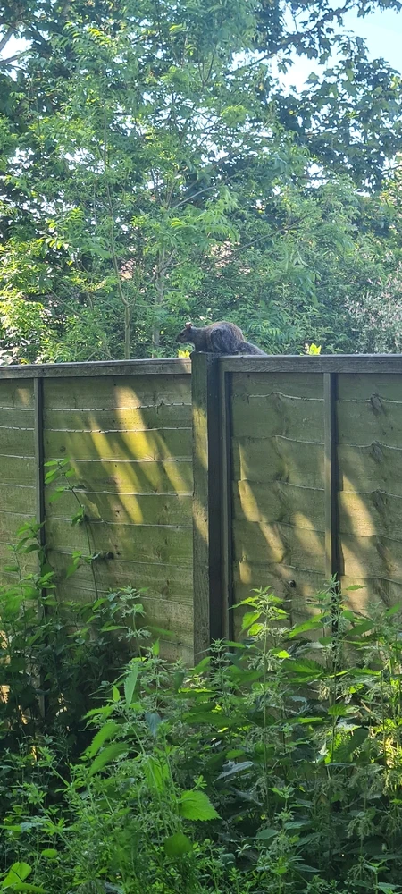 Imagine încărcată de John