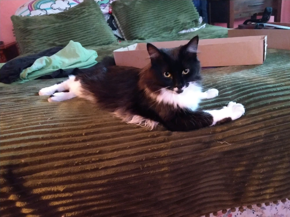A tuxedo cat sits on the bed. Her front and back legs are pointing in different directions so she looks like a twisted z