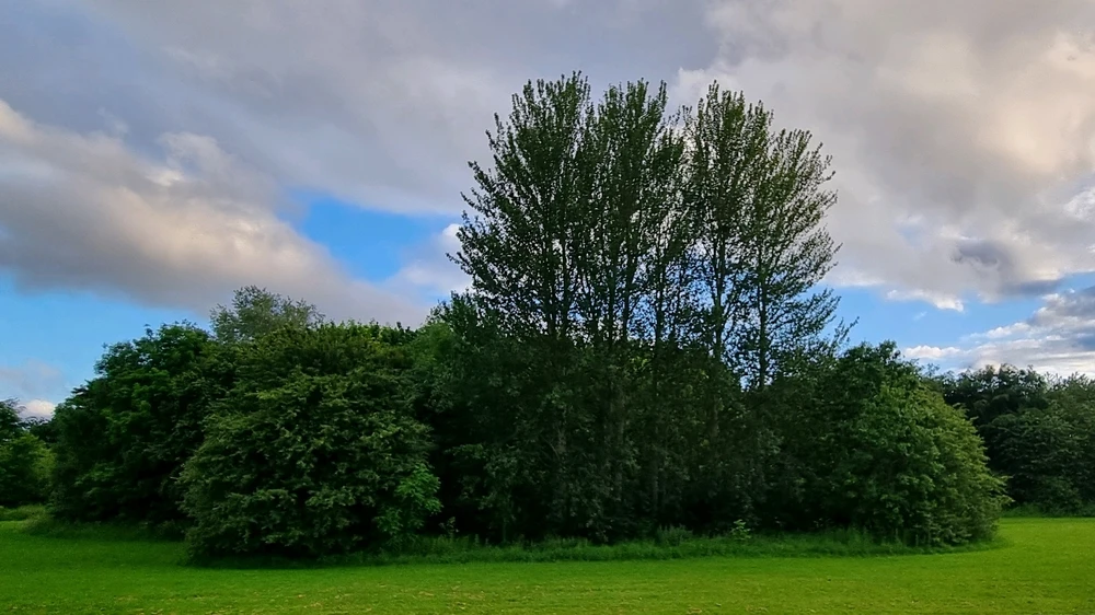 Image uploaded by Thomas