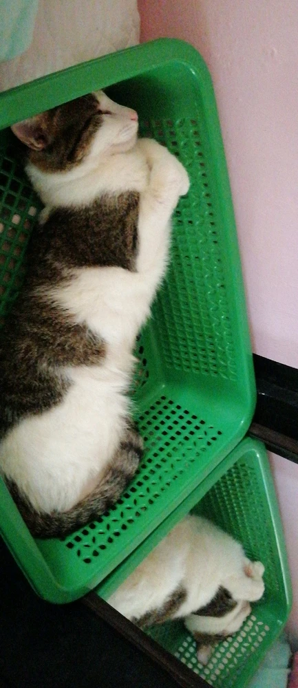 Image uploaded by Dragoness