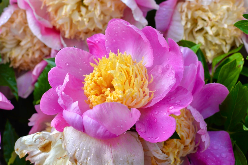 Obrázek nahrál Max