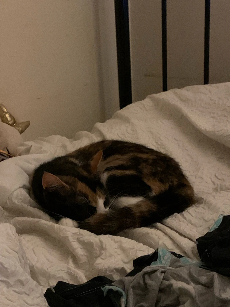 Image uploaded by Bee